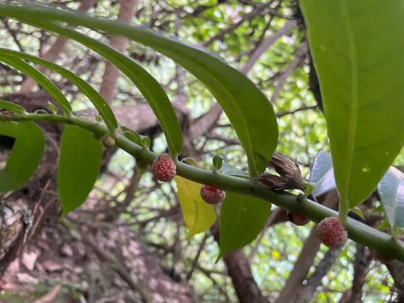 Nuku Hiva: Excursion to the top of the Vaipo waterfall. - Who Should Consider This Tour?