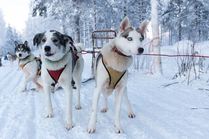 nulkki-husky-adventure-2