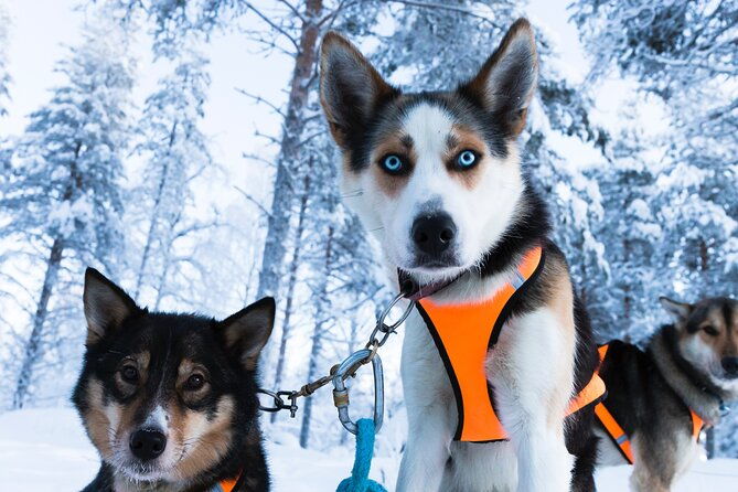 nulkki-husky-adventure-2