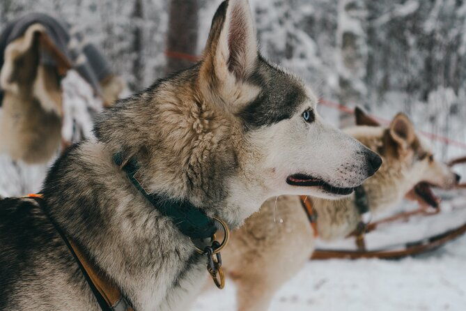 nulkki-husky-adventure-2