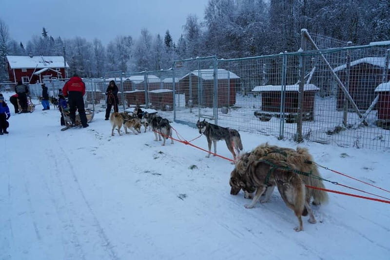 Nulkki Husky Adventure - A Thorough Look at the Nulkki Husky Adventure
