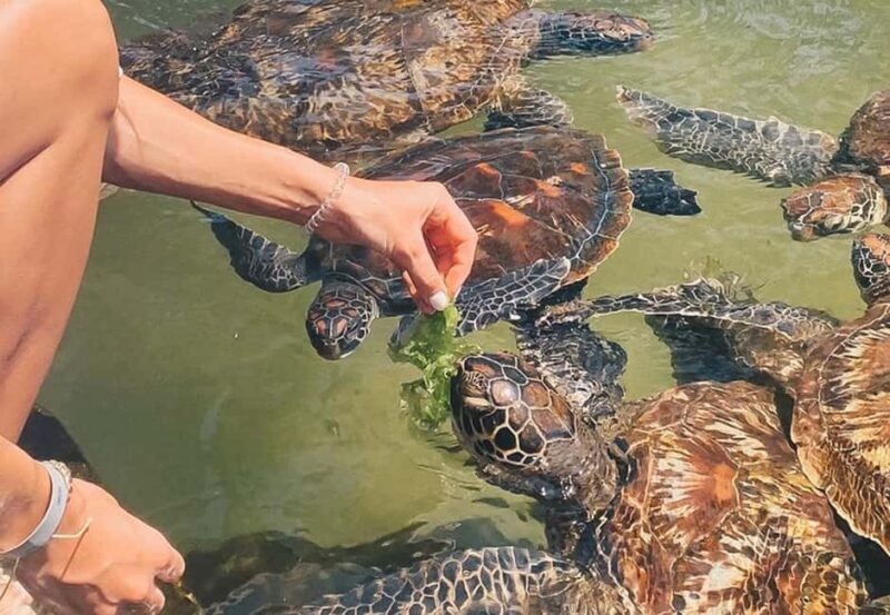 Nungwi Beach: Turtles & Private Sunset Dhow Cruise - Key Points