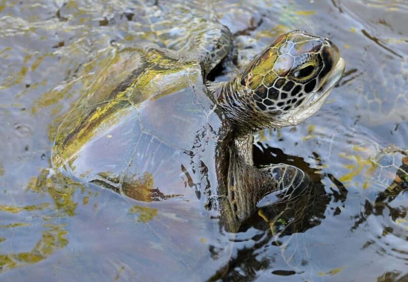 Nungwi Beach: Turtles & Private Sunset Dhow Cruise - An In-Depth Look at the Experience