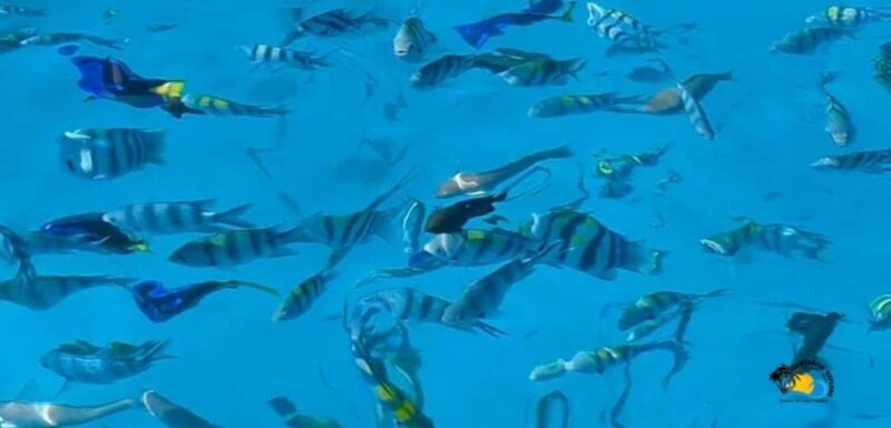 Nungwi: Mnemba Atoll Dolphins and Snorkeling Tour - Why This Tour Is Perfect for You