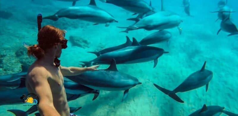 Nungwi: Mnemba Atoll Dolphins Tour with Snacks | Half-day - Key Points