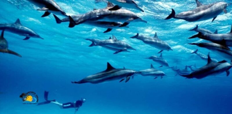 Nungwi: Mnemba Atoll Dolphins Tour with Snacks | Half-day - An Overview of the Tour Experience