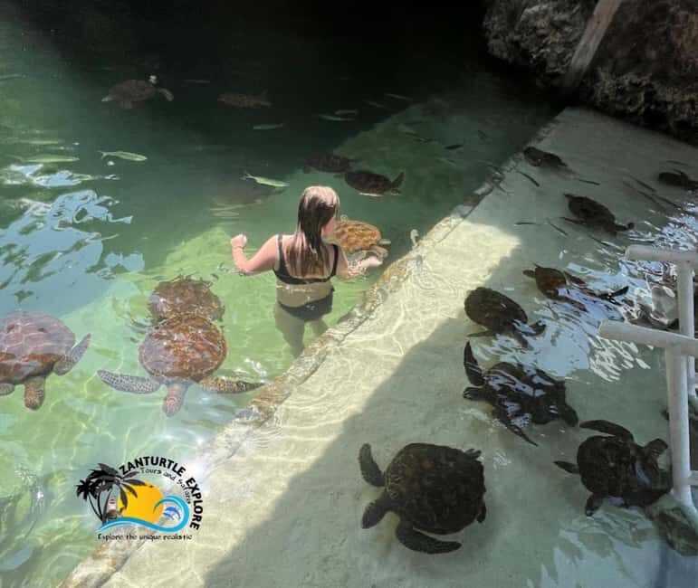 Nungwi: Swim & Snorkel with Turtles at The Lagoons Zanzibar - A Detailed Look at the Zanzibar Turtle Tour