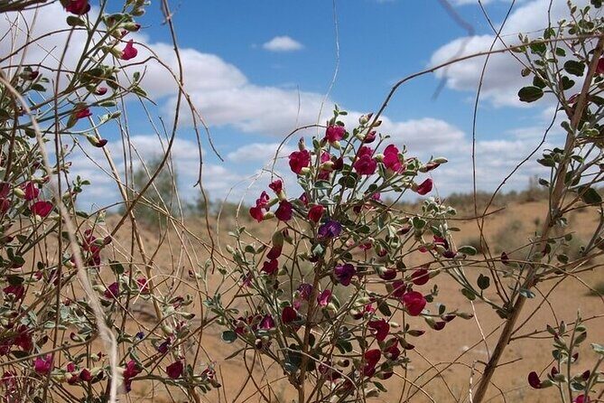 Nurata Mountain & Kyzyl-kum Desert 3 Day Tour From Samarkand or Bukhara - Who Is This Tour Best For?