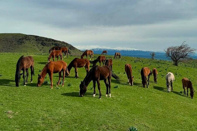 Nuratau Village Home Stay and Hiking tours from Bukhara - The Sum Up