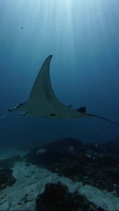 Nusa Lembongan: Scuba Diving Trip with Manta Ray and Sunfish - Key Points