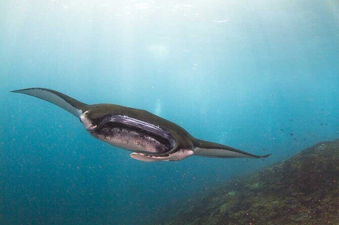 Nusa Penida 3 Fun Dives Boat Trip (For Certified Divers) - Key Points