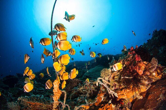 Nusa Penida 3 Fun Dives Boat Trip (For Certified Divers) - The Reviewer Insights That Make This Trip Stand Out