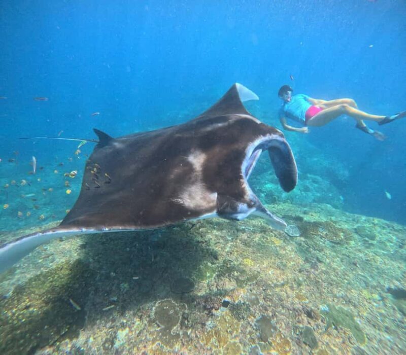 Nusa Penida: 3-Spot Snorkeling Experience & West Island Tour - Key Points