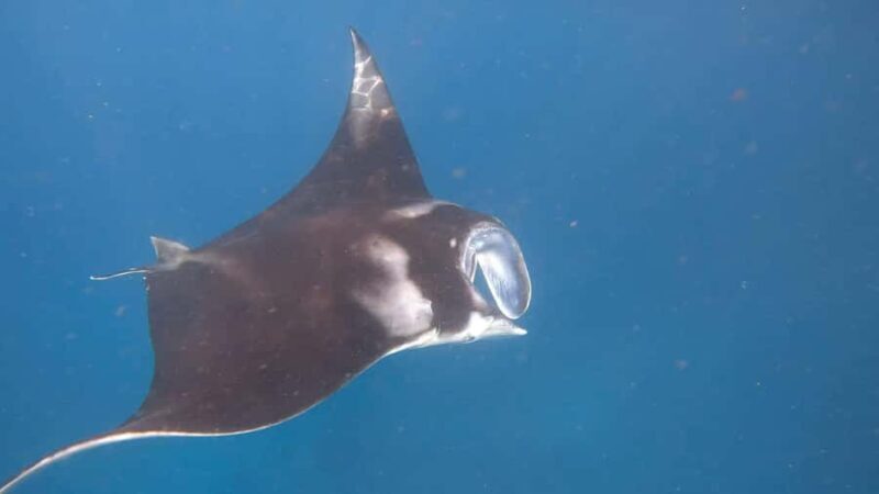 Nusa Penida: 3-Spot Snorkeling Experience & West Island Tour - An Introduction to the Tour