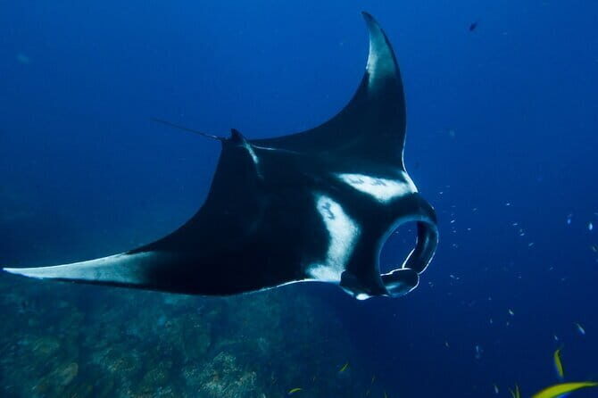 Nusa Penida Day Trip with Snorkeling Package - Nusa Penida Day Trip with Snorkeling Package: An Honest Review