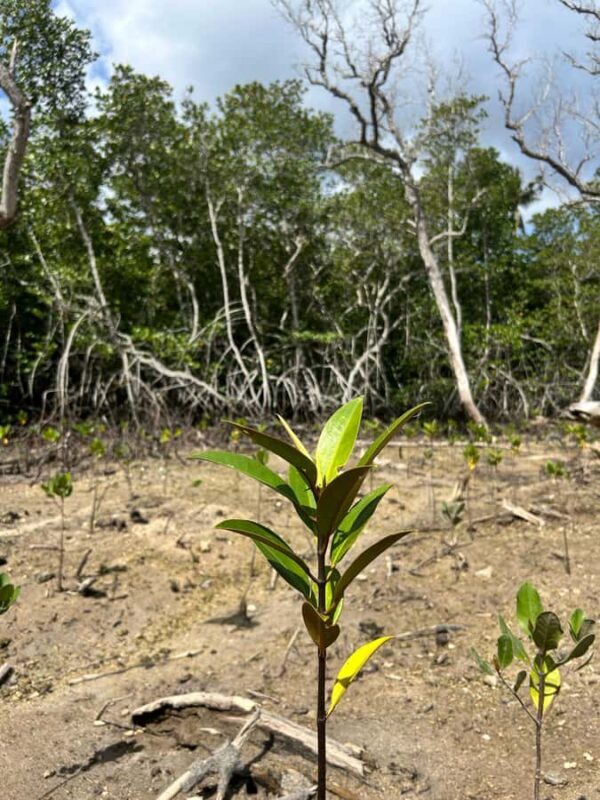 Nusa Penida/Lembongan: Mangrove Reforestation & Kanoe Tour - Key Points