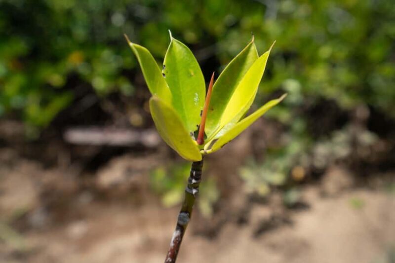 Nusa Penida/Lembongan: Mangrove Reforestation & Kanoe Tour - The Sum Up: Is This Tour Worth It?