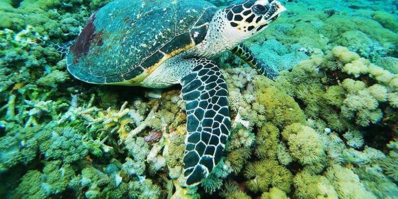 nusa-penida-manta-point-3-spot-snorkeling-and-land-tour