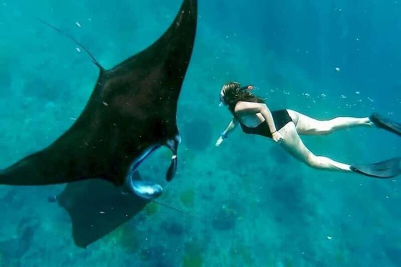 Nusa Penida: Manta Point Snorkeling with Lunch and Pick Up - An in-depth look at the tour