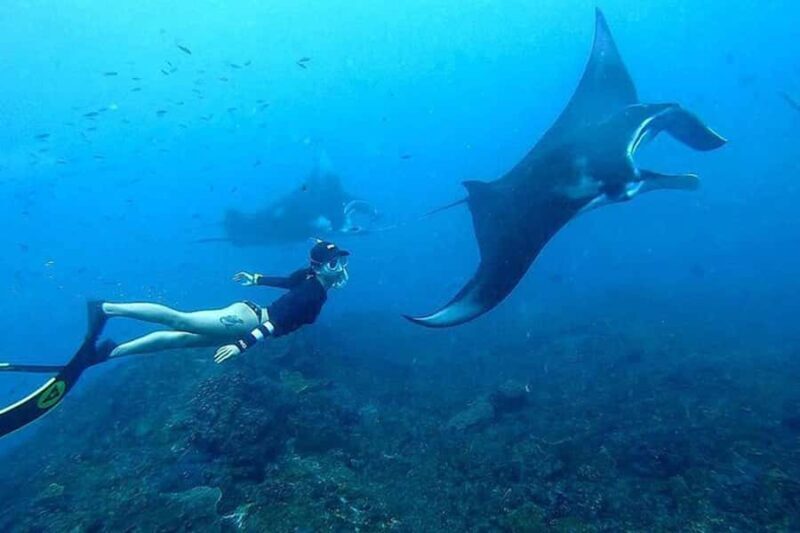 Nusa Penida: Manta Point Snorkeling with Lunch and Pick Up - Who Should Consider This Tour?