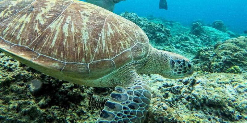 nusa-penida-private-manta-bay-5-spot-snorkeling-trip