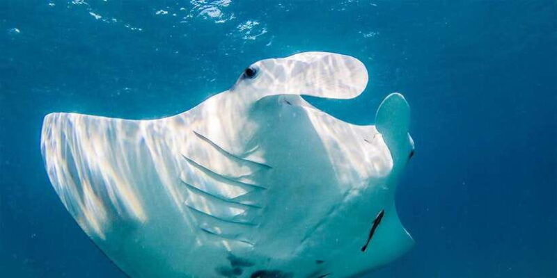 nusa-penida-private-manta-bay-5-spot-snorkeling-trip