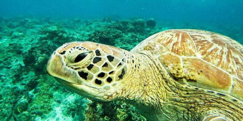 nusa-penida-private-manta-bay-5-spot-snorkeling-trip