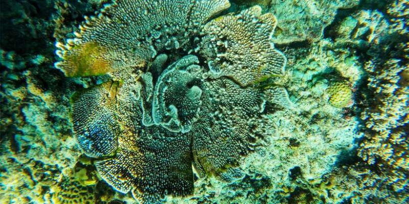 nusa-penida-private-manta-bay-5-spot-snorkeling-trip