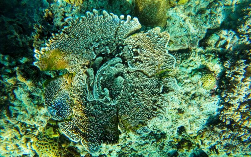 nusa-penida-private-manta-bay-5-spot-snorkeling-trip