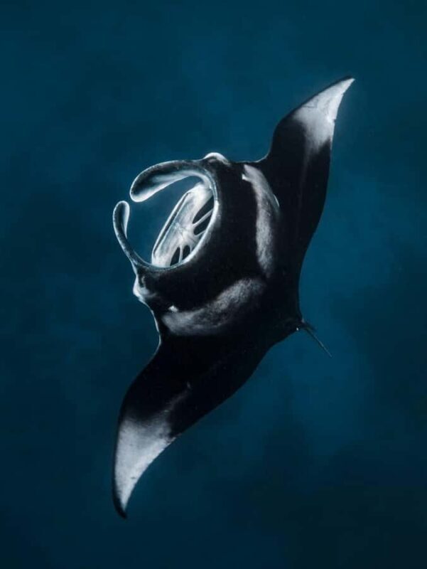 Nusa Penida: Snorkel 3 Spots w/ GoPro & Mangrove Paddle Tour - Key Points