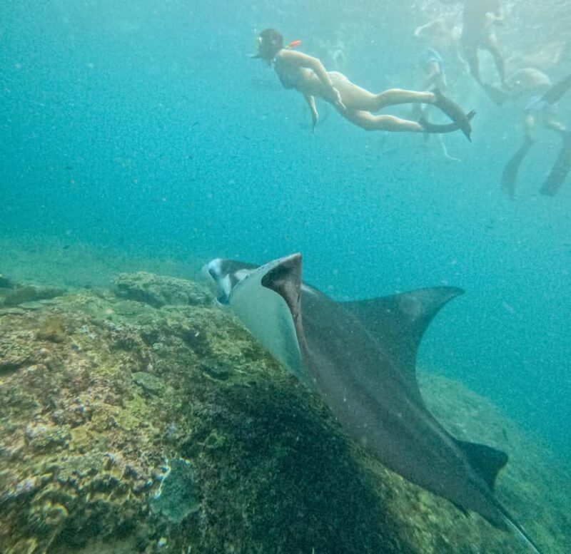 Nusa Penida: Snorkel 3 Spots w/ GoPro & Mangrove Paddle Tour - FAQ