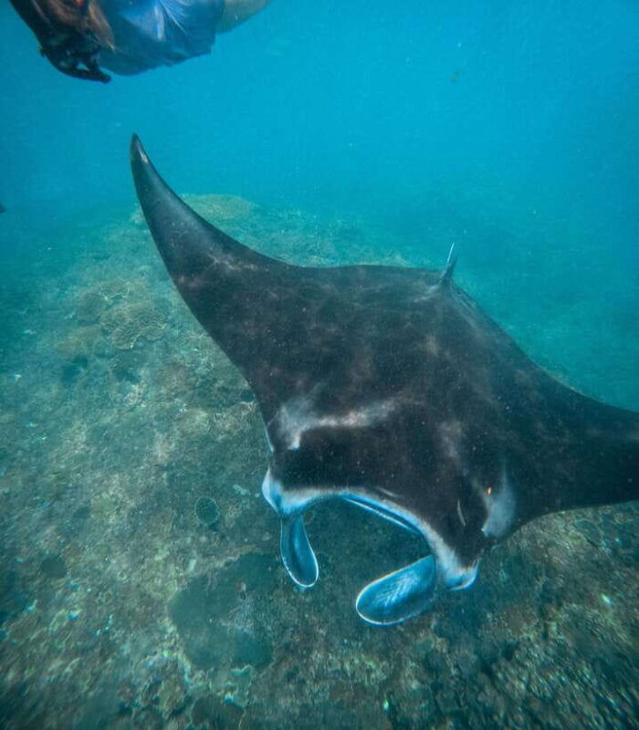 nusa-penida-snorkeling-3-spots-with-gopro-west-land-tour