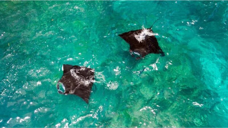 Nusa Penida: Snorkeling & Island Tour All Inclusive Transfer - Final Thoughts