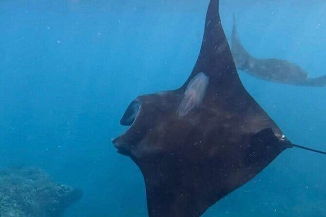 Nusa Penida Snorkeling: Manta Point & Island Day Trip - What’s Included and What to Keep in Mind