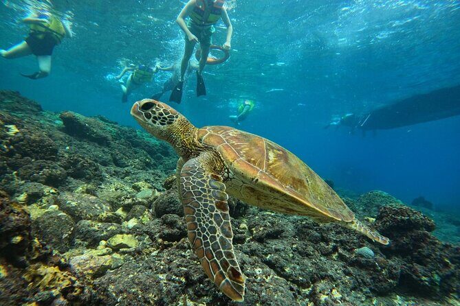 Nusa Penida Snorkeling: Manta Point & Island Day Trip - Transport, Timing, and Overall Logistics