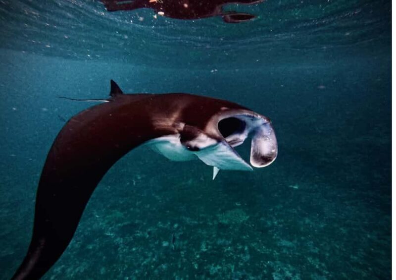 Nusa Penida: Snorkeling Tour with Manta Rays and Turtles - Key Points