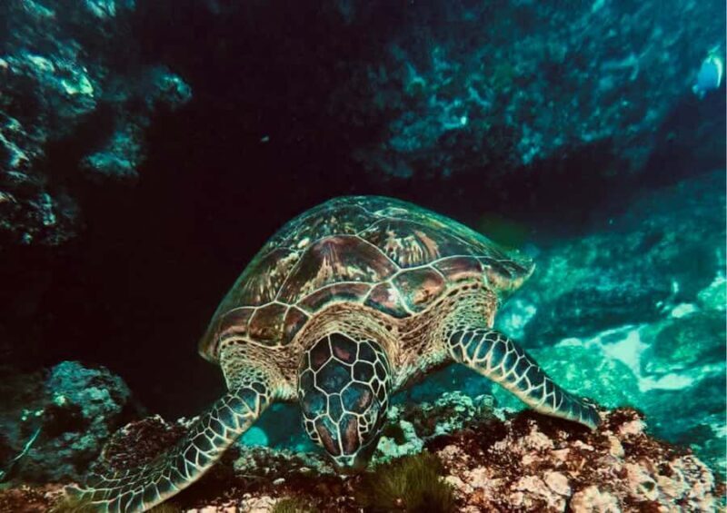 Nusa Penida: Snorkeling Tour with Manta Rays and Turtles - What is the Experience Like?