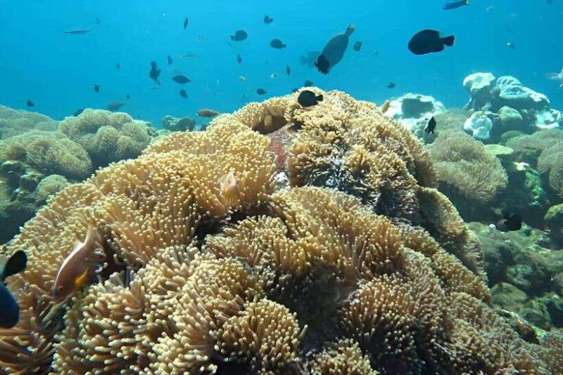nusa-penida-snorkeling-trip-with-manta-rays-from-bali