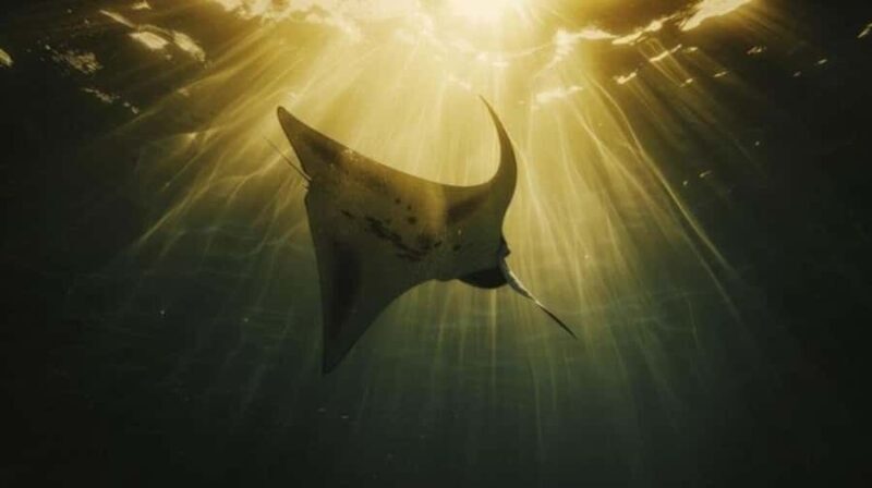 Nusa Penida: Sunset Manta & Crystal Bay Snorkel with Dinner - A Deep Dive into the Experience