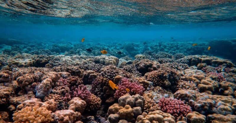 Nusa Penida: Sunset Manta & Crystal Bay Snorkel with Dinner - Frequently Asked Questions (FAQs)