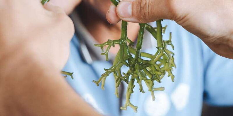 nusa-penida-sustainable-seaweed-farming-east-tour