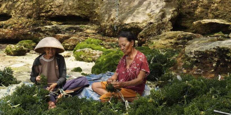 nusa-penida-sustainable-seaweed-farming-east-tour