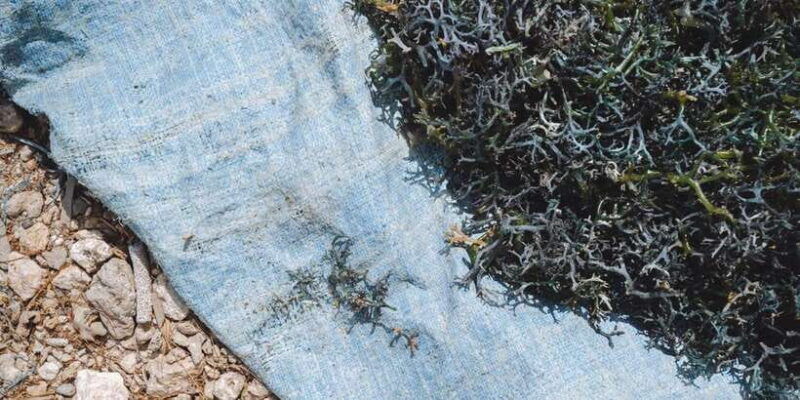 nusa-penida-sustainable-seaweed-farming-east-tour