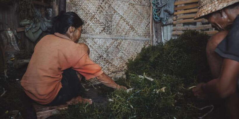 nusa-penida-sustainable-seaweed-farming-east-tour