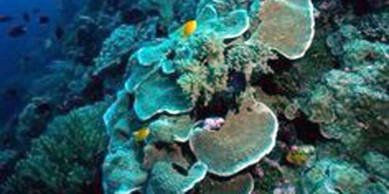 nusa-penida-tour-3-point-snorkeling-experience