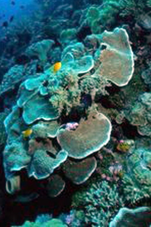 nusa-penida-tour-3-point-snorkeling-experience
