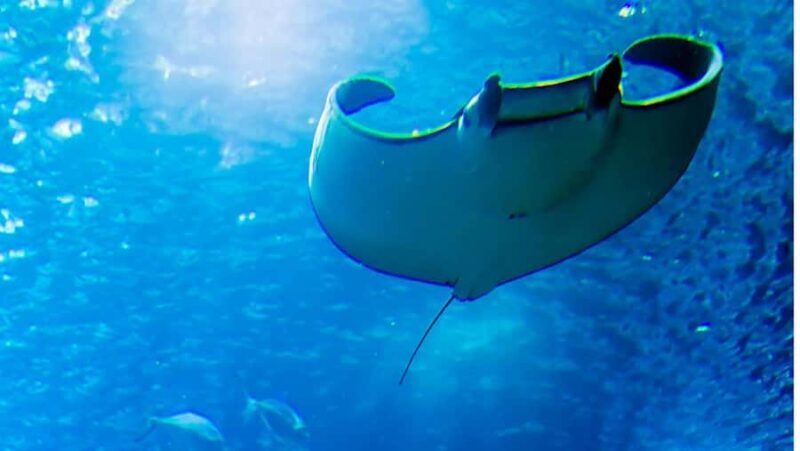 Nusa Penida: West and East Penida Tour all inclusive Lunch - The Sum Up