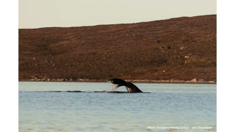 Nuuk Fjord Boat & Fishing Tour with Local Hunter Guide - An In-Depth Look at the Nuuk Fjord Boat & Fishing Tour  