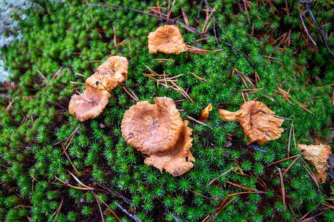 nuuksio-national-park-hiking-experience-from-helsinki-2
