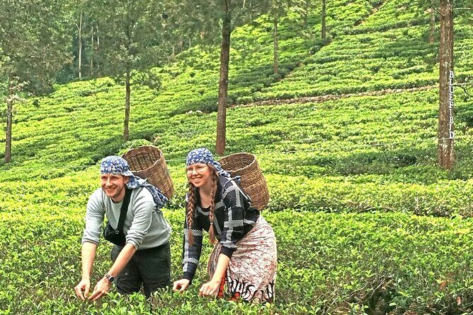 Nuwara Eliya 2 Tea Factory Tea Test &Pick 2 Waterfalls Nature Day - FAQ